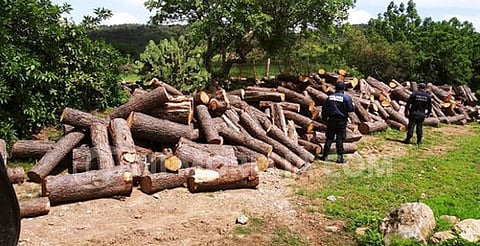 FGR investiga tala ilegal en comunidades indígenas de Michoacán