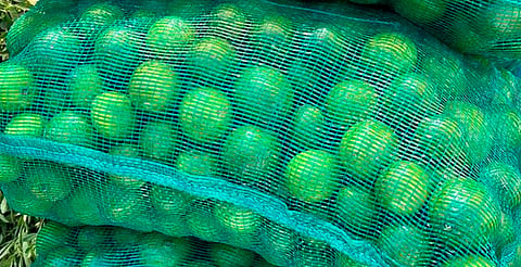 Convocan a manifestación de limoneros en Apatzingán; el kilo no supera los $5