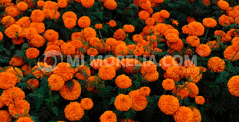La flor de cempasúchil: guía de las almas en el Día de Muertos