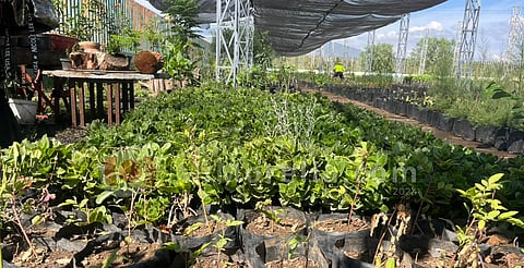 Morelia ya produce sus propias plantas y composta para áreas verdes