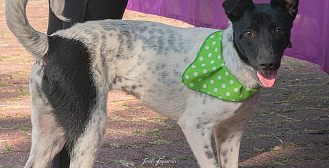 Ellos te eligen a ti: lomitos y michis buscan humano en feria de adopción en Morelia