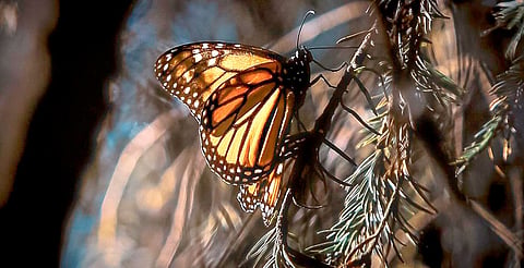 Gobierno de Michoacán emprende acciones de conservación y reforestación en esta área natural