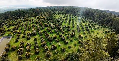 Guardián Forestal impulsa denuncias ambientales en Michoacán; destacan resultados entre 2025 y 2026