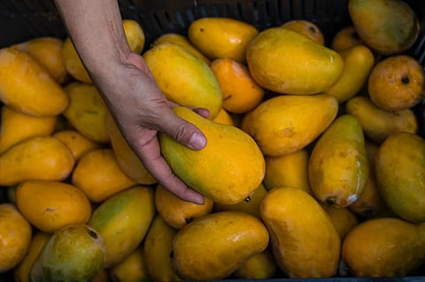 Productores michoacanos tendrán acceso a viveros, créditos y capacitación con Plan Michoacán: Sader