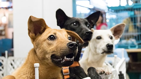 ¡Adopta y regala amor! Feria navideña reunirá a 20 peluditos en busca de hogar