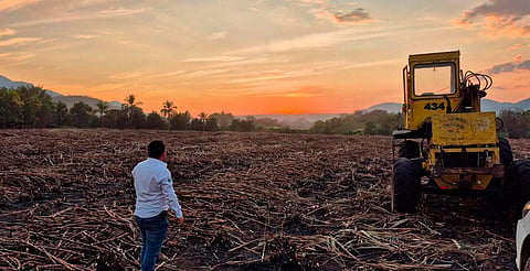 Invertirán 353 mdp para transformar el sector cañero en Michoacán