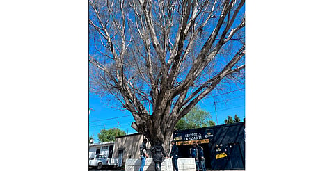 Morelia: árbol laurel de la India de 100 años podría ser derribado; autoridades ya lo evalúan