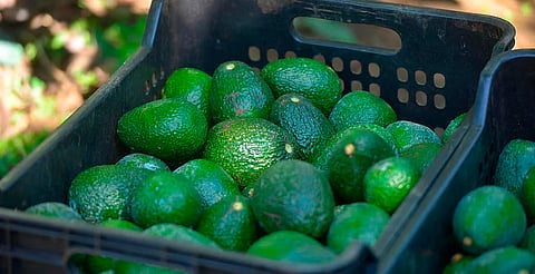 Indicación Geográfica del aguacate michoacano podría concretarse antes del Mundial: Sedeco
