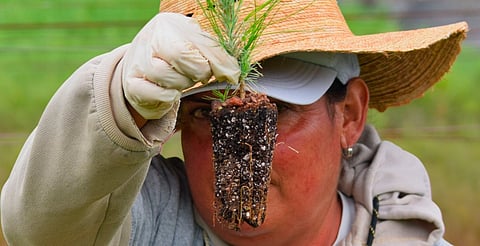 ¡Solicita árboles gratis! Abren registro para reforestación en Michoacán; esto necesitas