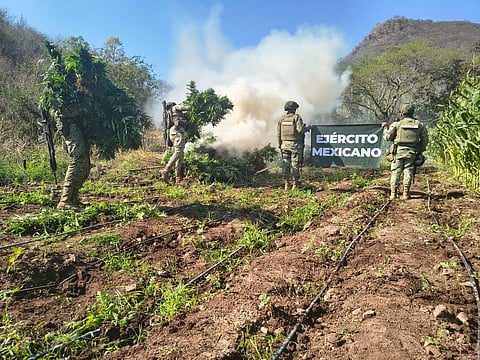 Localizan y destruyen plantíos de mariguana en Turicato, Michoacán