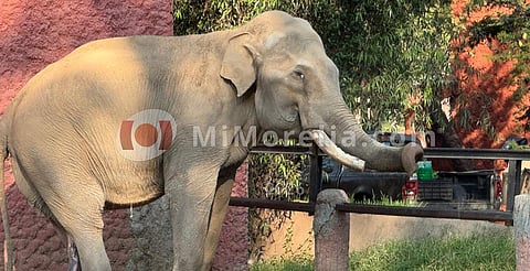 El 70 por ciento de los animales del Zoológico son “gerontes”