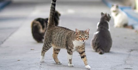 Día del Gato: entre la celebración y la tenencia responsable