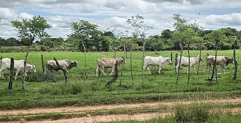 Instalan Comisión Nacional contra el gusano barrenador; Michoacán mantiene vigilancia