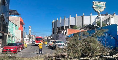 Protección Civil atiende caída de árbol cerca de la Monumental de Morelia