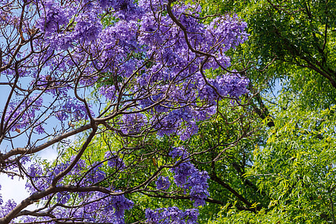 El lila florece las calles de Morelia: jacarandas anticipan la primavera