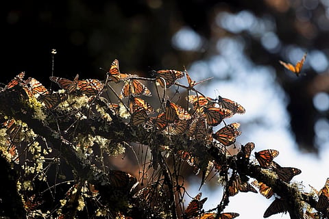 Inversión de 1 mdd fortalece la protección de la Reserva de la Biósfera de la Mariposa Monarca