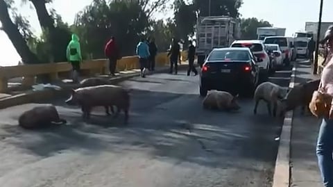 VIDEO: cerditos invaden carretera tras caer de camión en Edomex