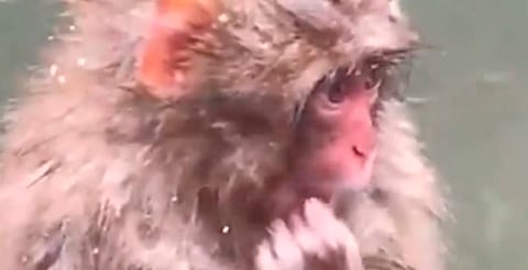 ¡Su carita de preocupación! Punch intenta recuperar a su peluche perdido