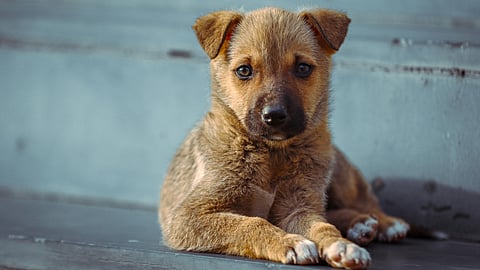 IMPA va por la creación comités para la protección animal en colonias de Morelia