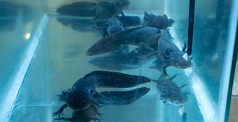 Proyecto ROMA desarrolla técnicas de monitoreo científico de la especie