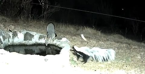“Algo aquí huele mal…”: zorro se topa con zorrillo en reserva natural