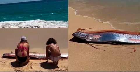 Aparecen dos peces remo en playa de México