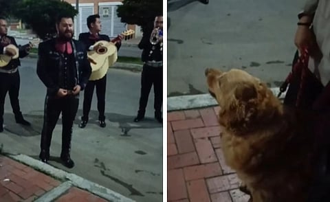perrita mariachi
