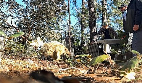 México reintroduce lobos mexicanos en Durango tras 50 años