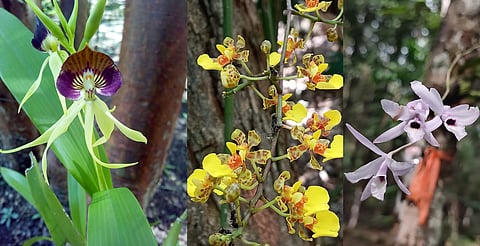 México celebra por primera vez el Día Nacional de la Orquídea