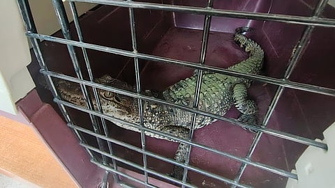 Lo tenía un ciudadano: cocodrilo protegido es entregado en Puebla