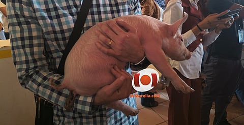 Entregan gallinas y lechones para fortalecer la producción rural en Morelia