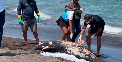 Muerte de especies marinas aumenta en Veracruz tras derrame de petróleo