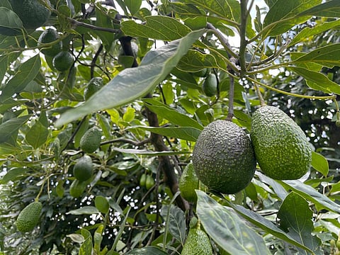 Prevén caída de hasta 35% en producción de aguacate por sequía en Tancítaro