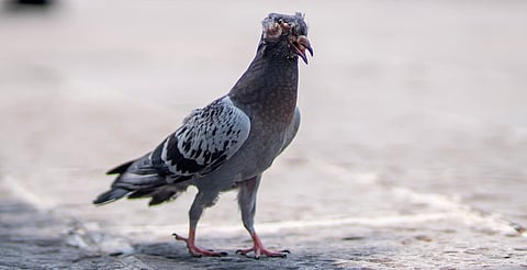 Palomas en Morelia: el problema invisible detrás de su presencia en el Centro