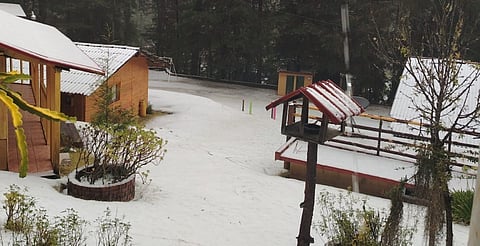 Michoacán parece Suiza: así se cubrieron de blanco sus bosques tras las lluvias