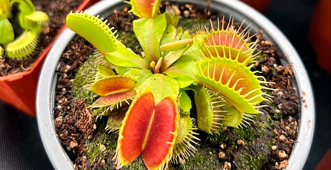 ¿Te gustan las plantas carnívoras? Llega expo única a Morelia