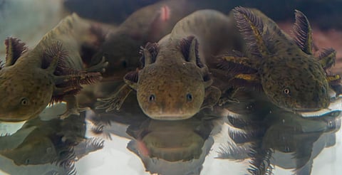 Zoológico de Morelia llevará ciencia para el rescate del ajolote a Estados Unidos