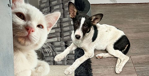 Alerta IMPA por estafas con mascotas extraviadas en Morelia