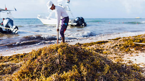 Alertan por posible llegada masiva de sargazo al Caribe mexicano