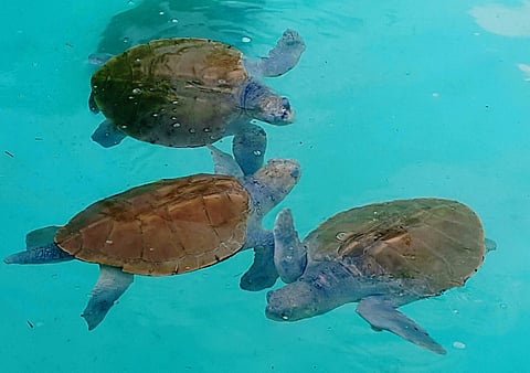 Denuncian muerte de tortugas marinas por hilos de papalote en playas de Acapulco