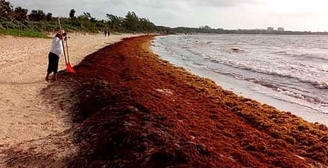 Playas del Caribe podrían cubrirse de sargazo este verano