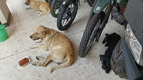 Salinas y Rocha en Morelia deja resguardar a perritos de calor; les da comida y agua