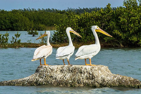 Manglares y bosques, clave para proteger aves migratorias en México