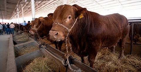 🐂 Expo Ganadera 2026 llegará a Morelia con 350 cabezas de ganado y actividades familiares