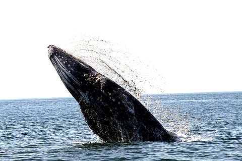 Concluye temporada de ballena gris en El Vizcaíno con más de 600 avistamientos