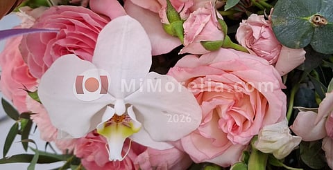 Las flores también dicen “mamá” desde el corazón del campo mexicano