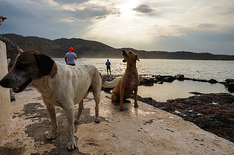 🐶 Los perritos playeros que ya son parte del paisaje en la costa michoacana