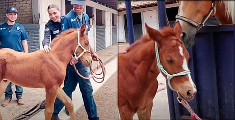 Su entrenamiento busca fortalecer confianza, disciplina y vínculo humano-animal