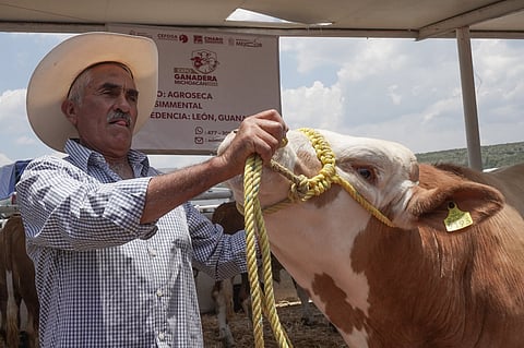 Michoacán, 4º lugar nacional en inventario bovino: Bedolla