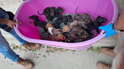 Rescatan a 117 perros y 10 gatos maltratados en Michoacán; vivían entre basura